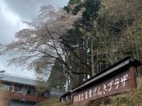 看板と桜.jpg